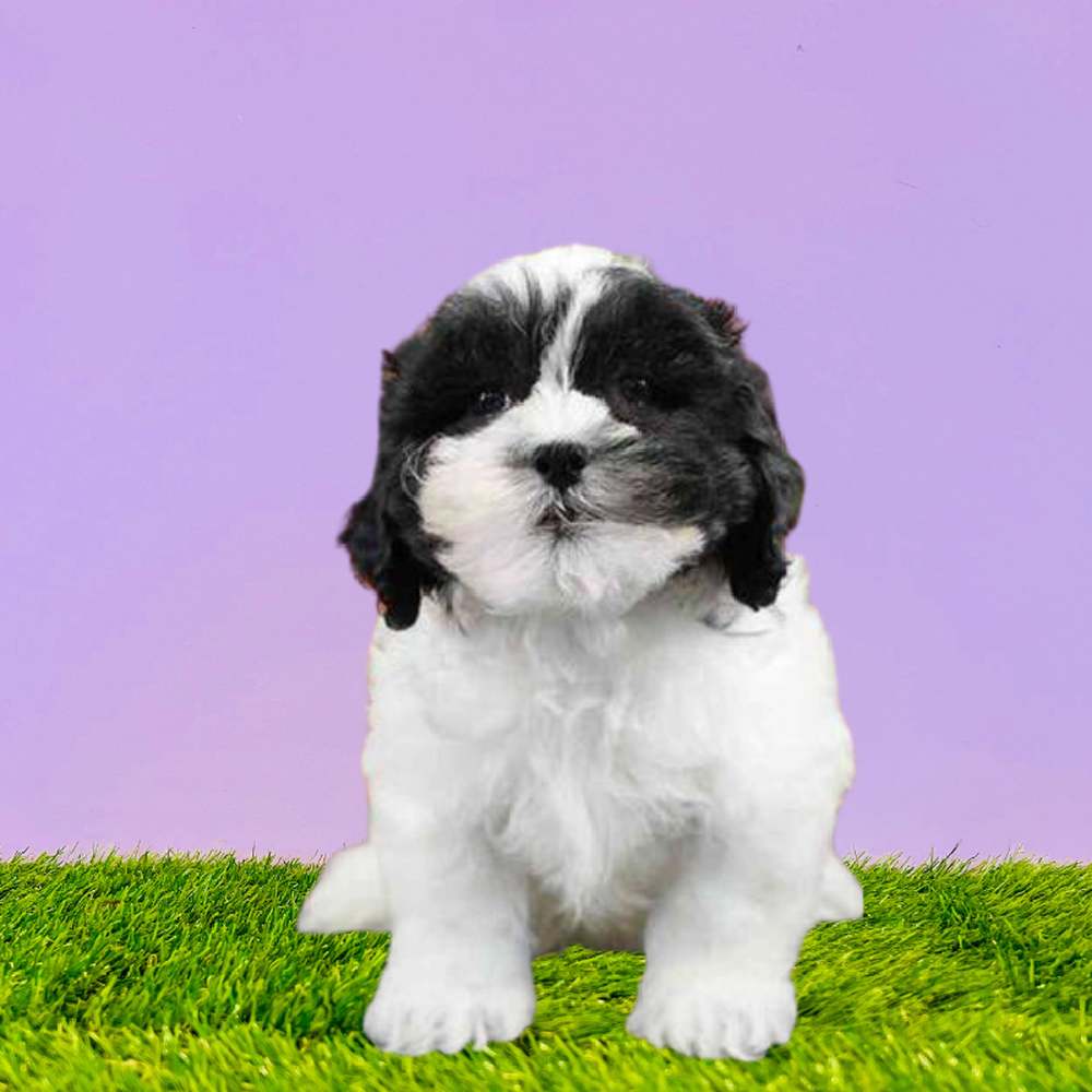 carousel pet images