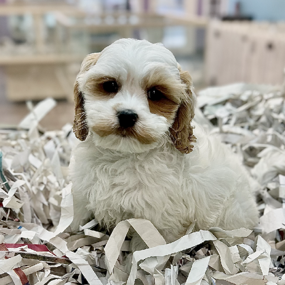 carousel pet images