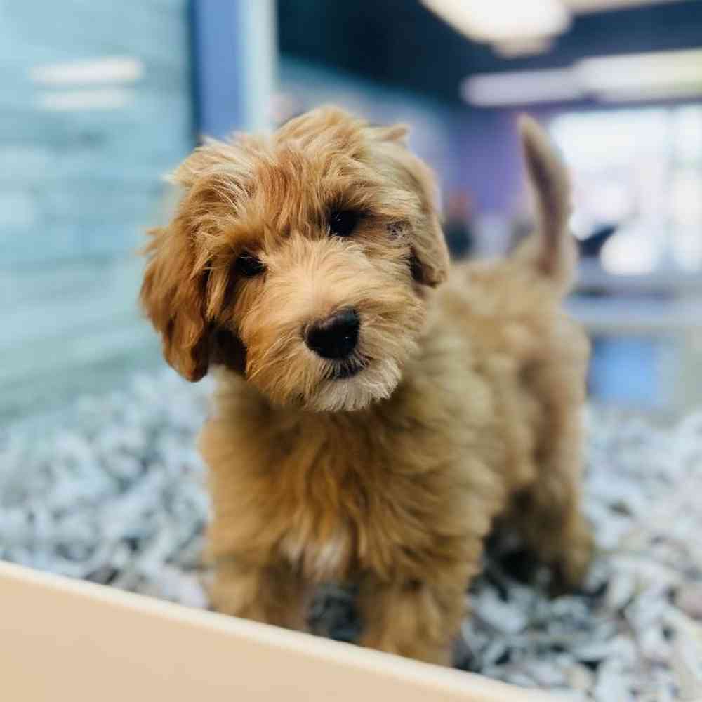 Female Whoodle Puppy for Sale in San Antonio, TX