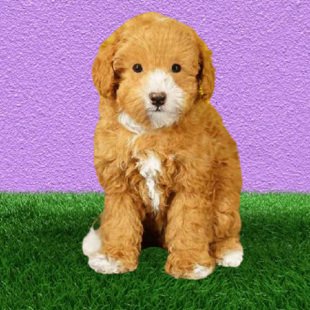 carousel pet images