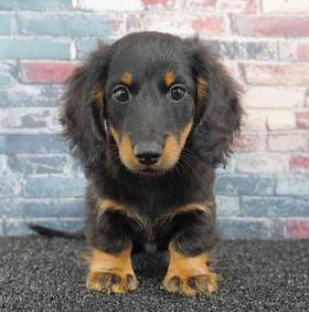 Dachshund