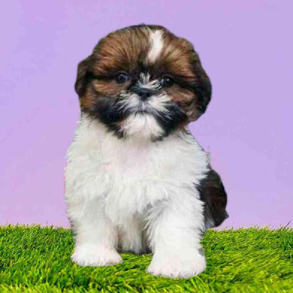 carousel pet images