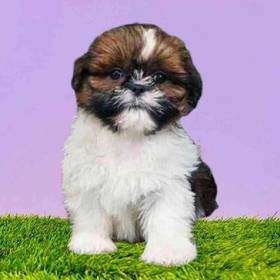 Shih Tzu