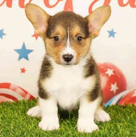 Pembroke Welsh Corgi