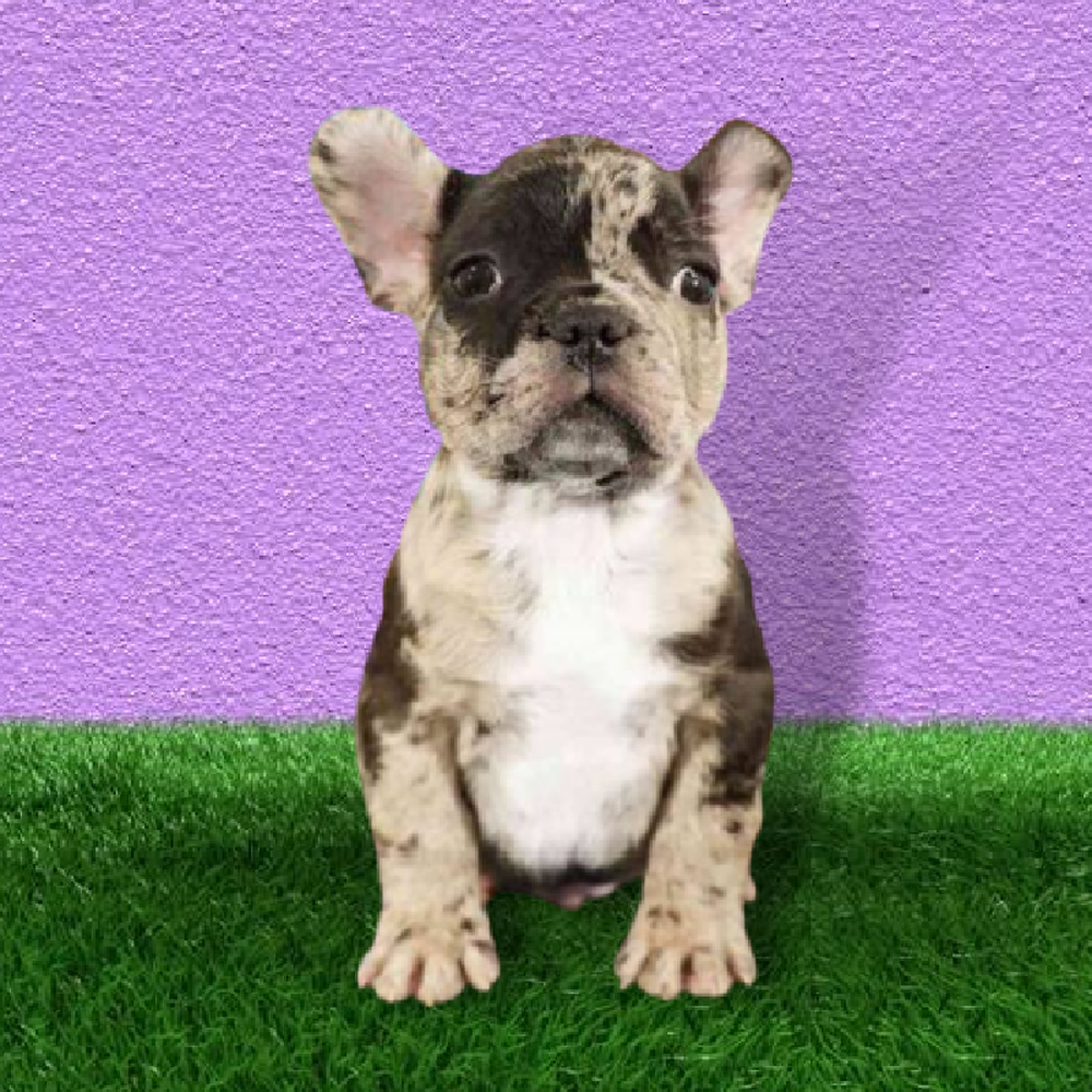 carousel pet images