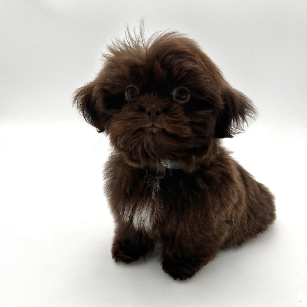 Female Shih Tzu Puppy for Sale in San Antonio, TX