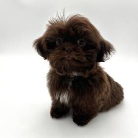 Shih Tzu