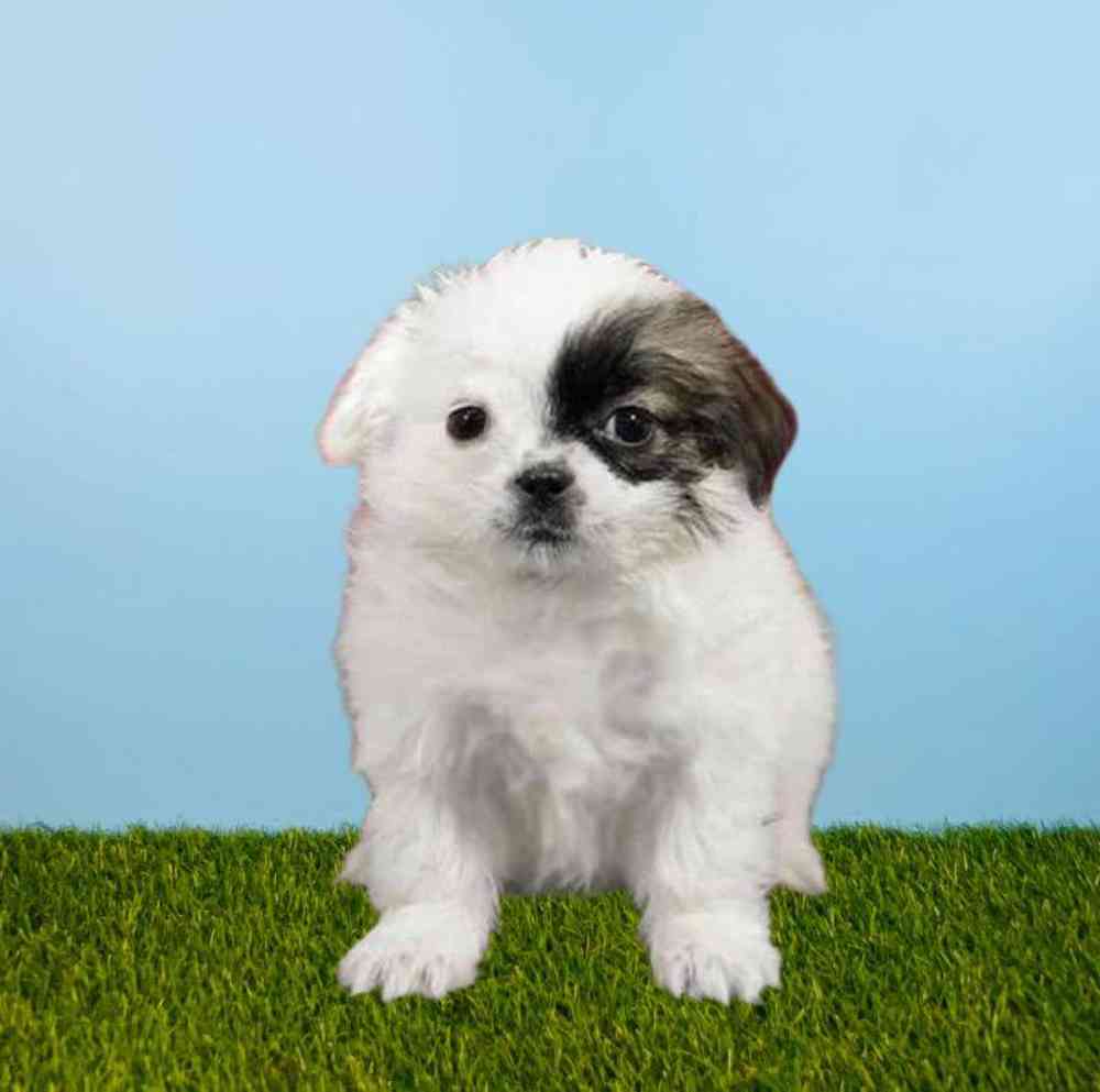 carousel pet images
