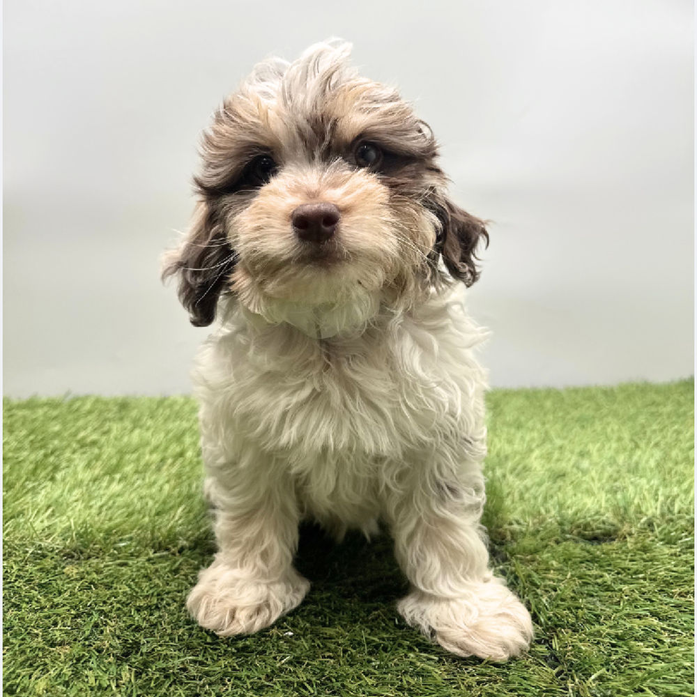 carousel pet images