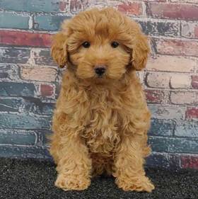 Yorkie-Poo