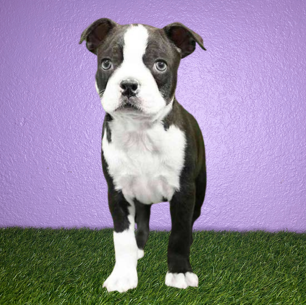 carousel pet images