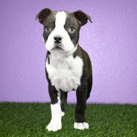 Boston Terrier