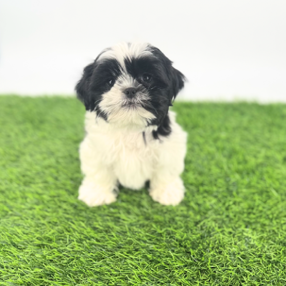 carousel pet images