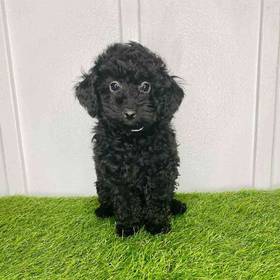 Poodle