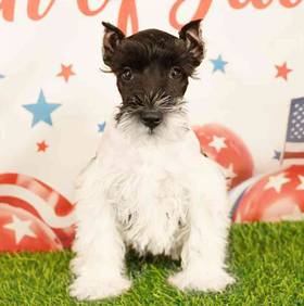 Mini Schnauzer