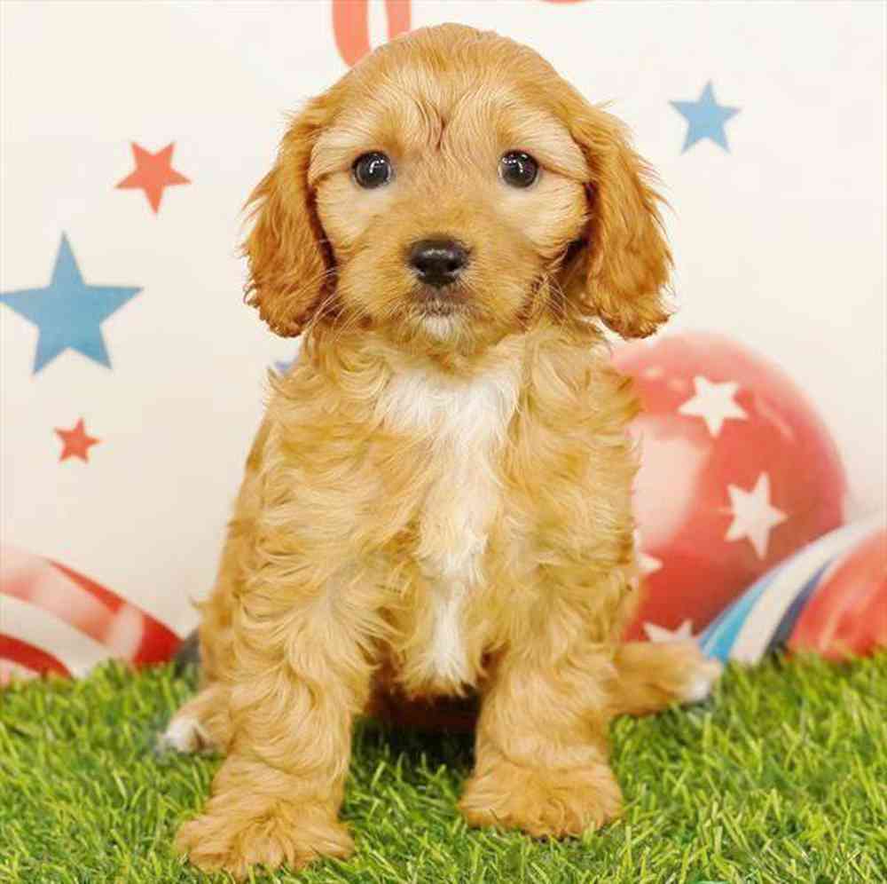 carousel pet images