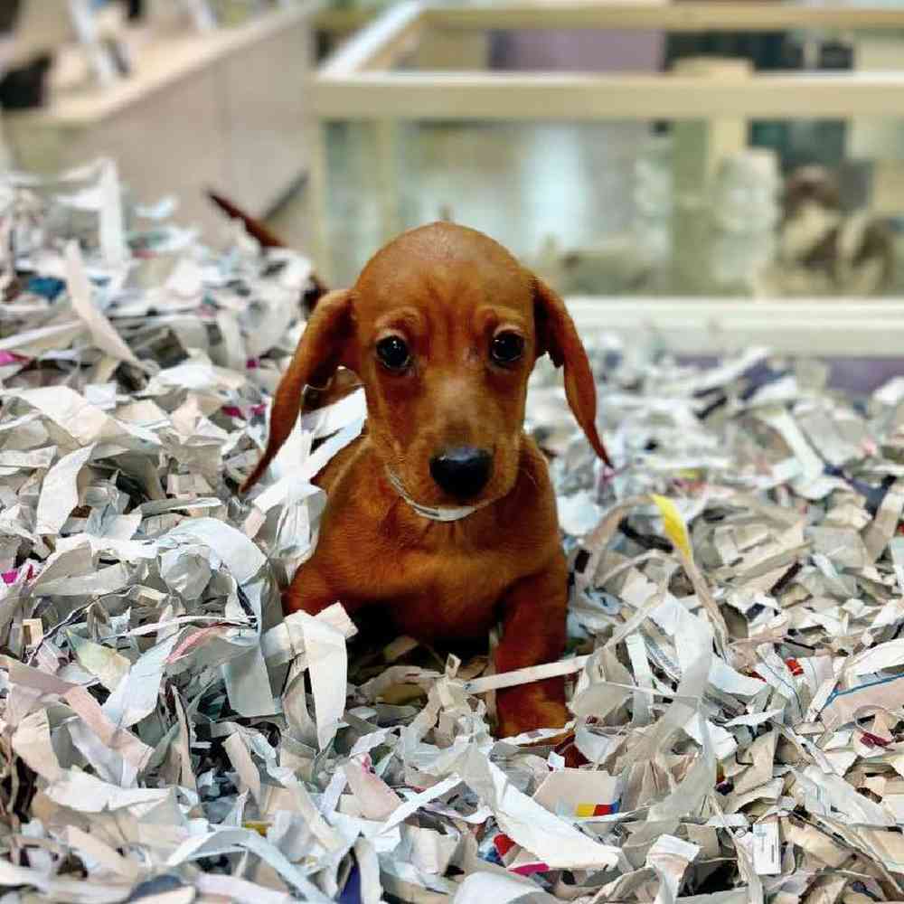 carousel pet images