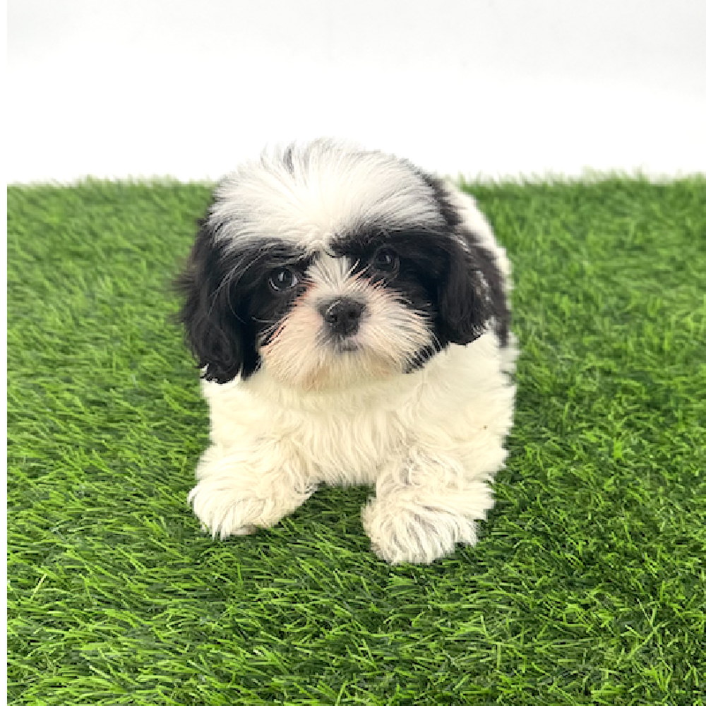 carousel pet images