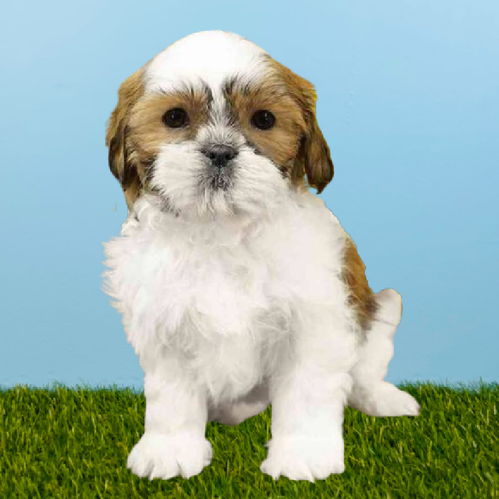 carousel pet images