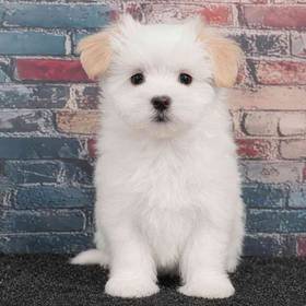 Maltipoo