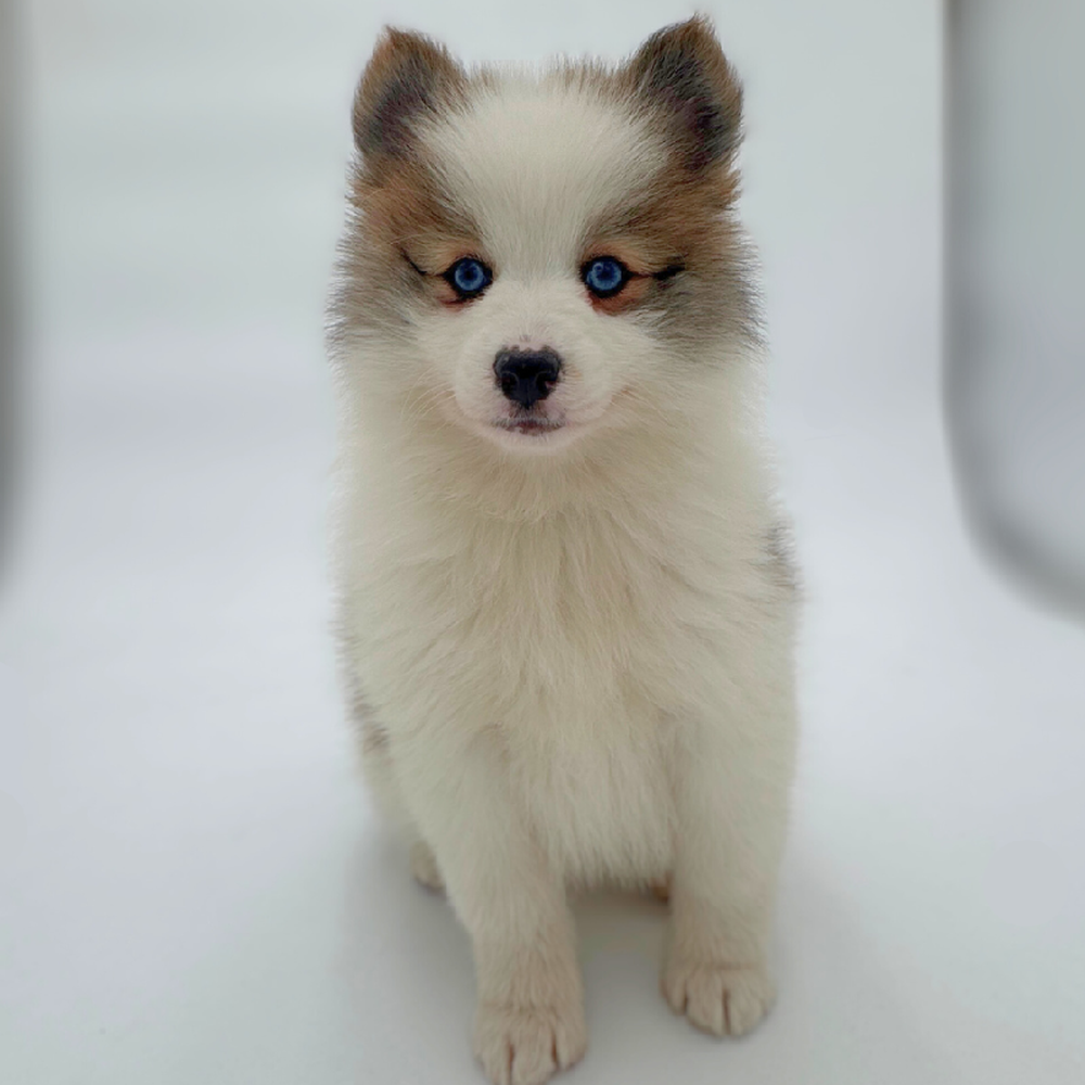 carousel pet images