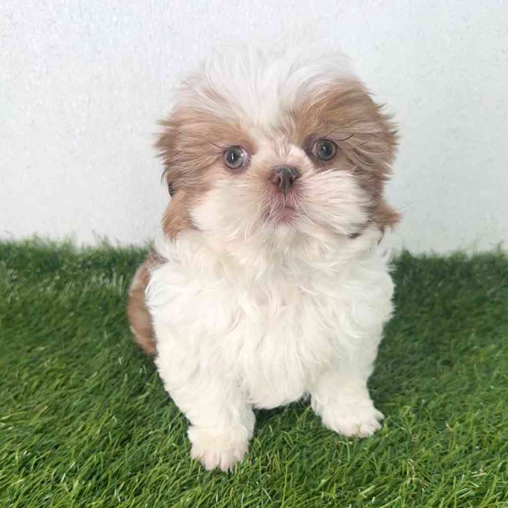 carousel pet images