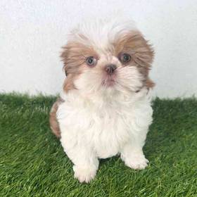 Shih Tzu