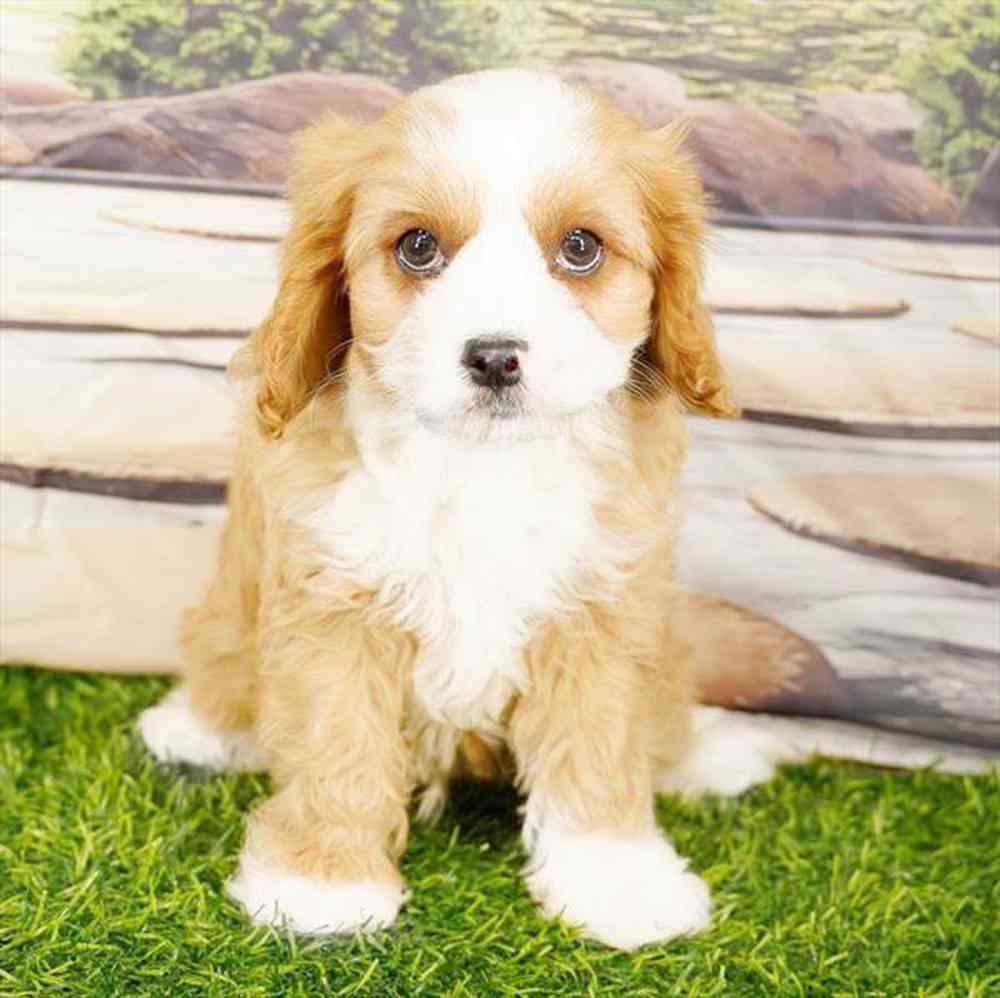 carousel pet images