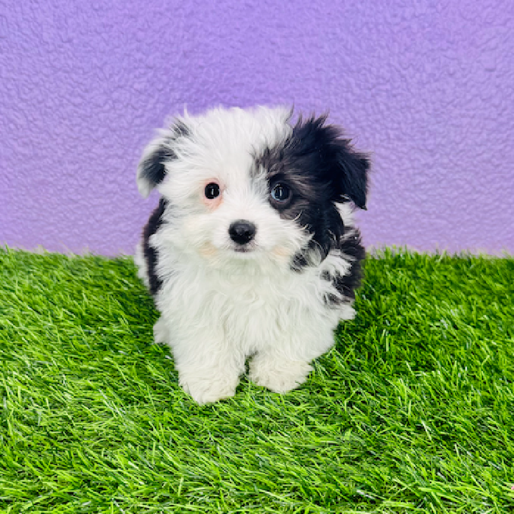 carousel pet images