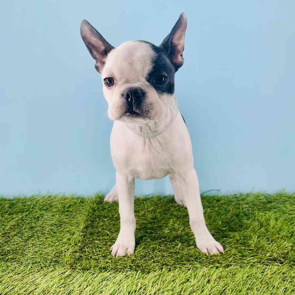 carousel pet images