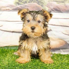 Yorkie