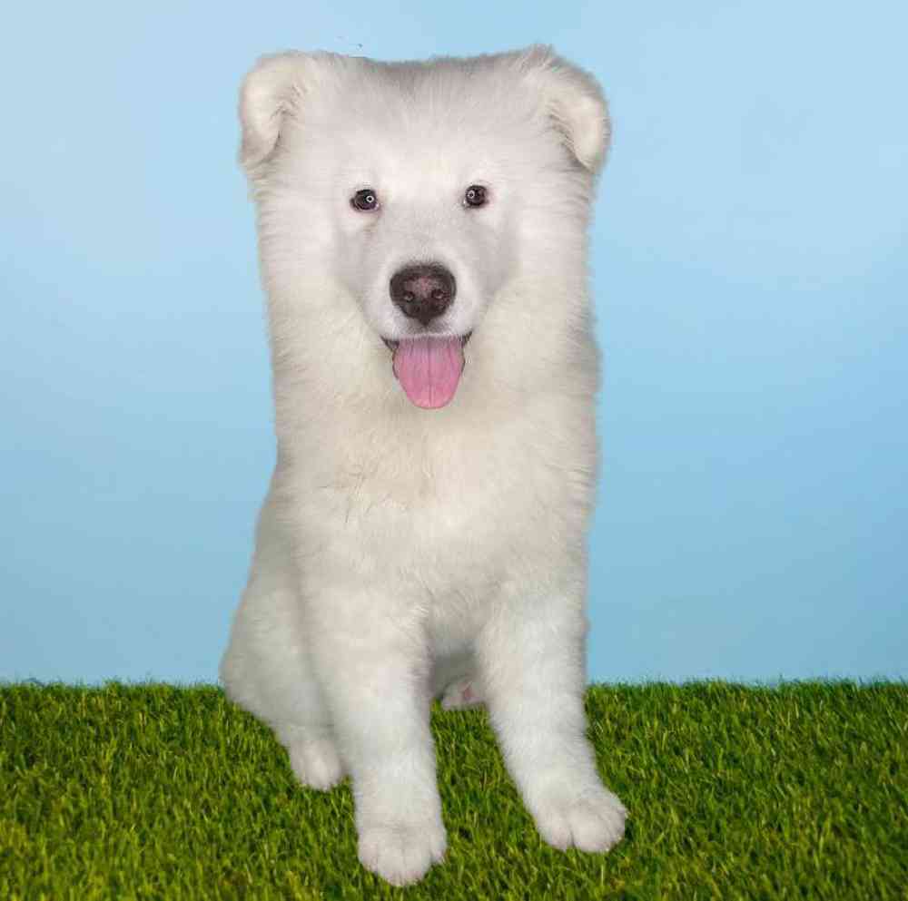 carousel pet images
