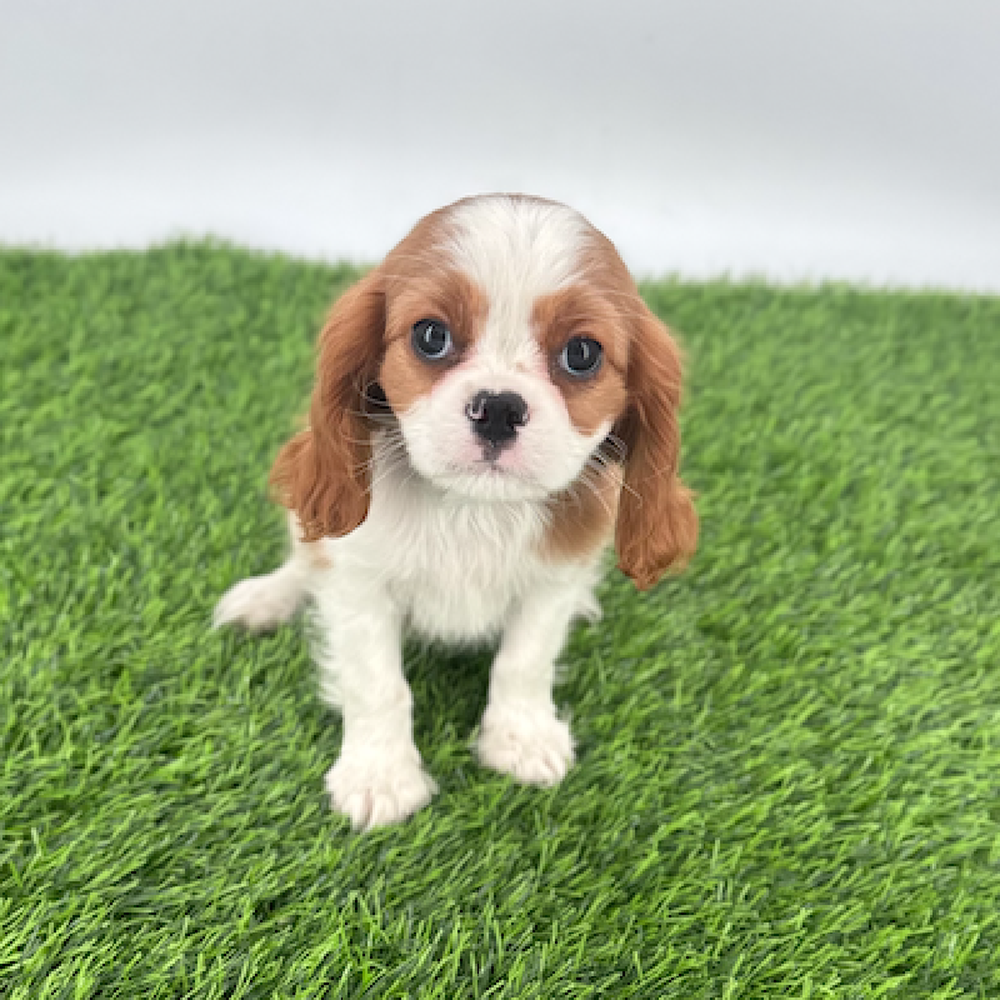 carousel pet images