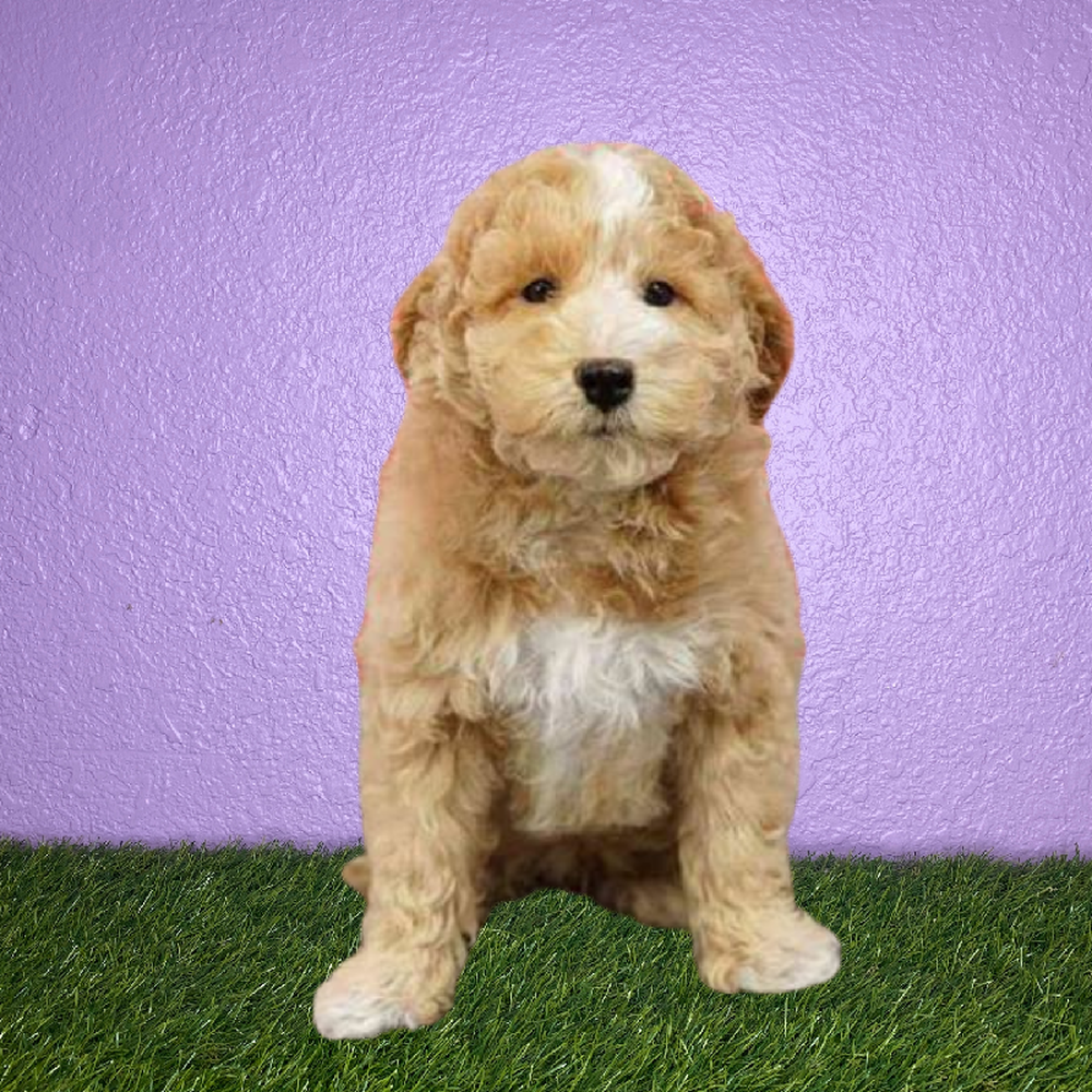 Male Bichapoo Puppy for Sale in San Antonio, TX
