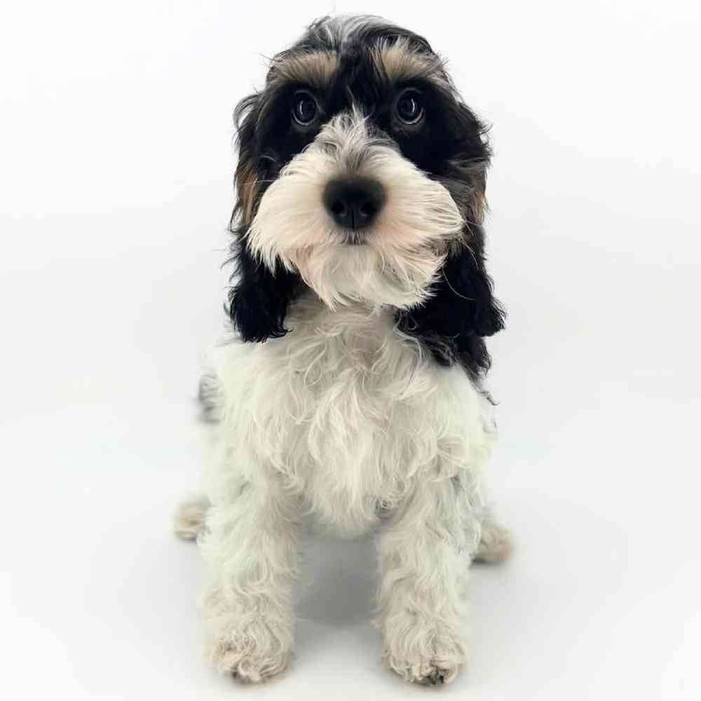 carousel pet images