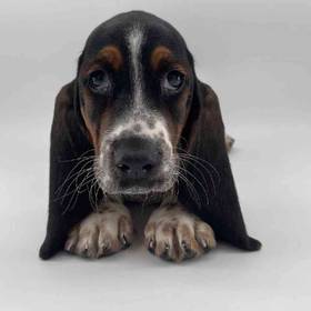 Basset Hound