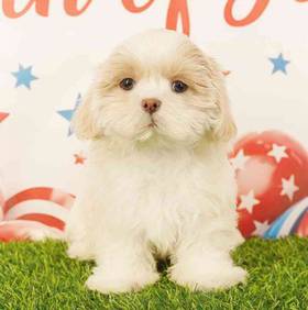 Shih Tzu