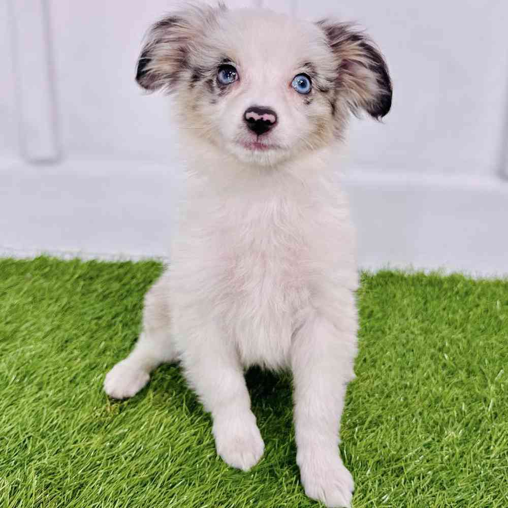 Image of a pet breed in the gallery