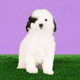 Poodle