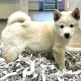 Shiba Inu