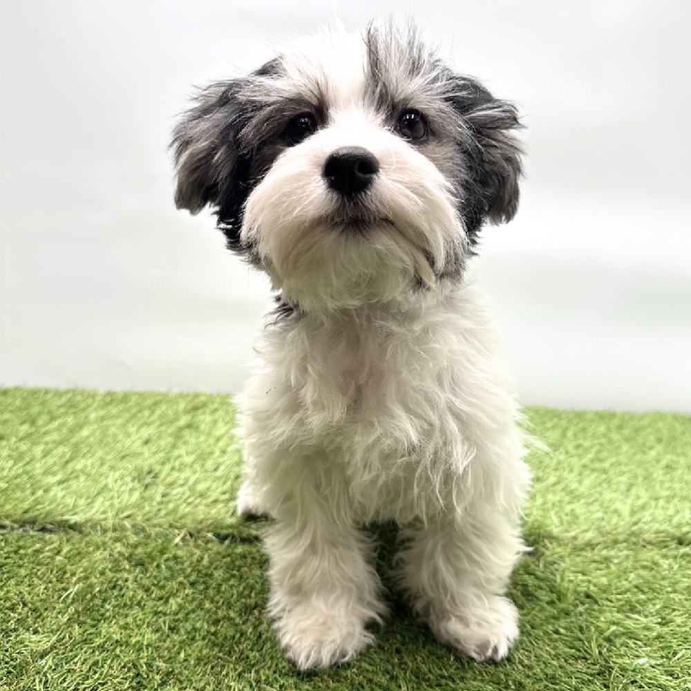 carousel pet images