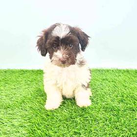 Schnoodle