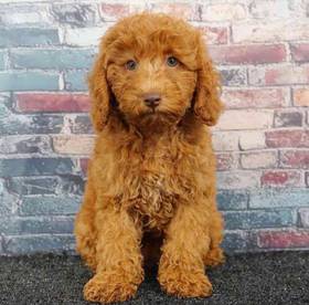 Poodle