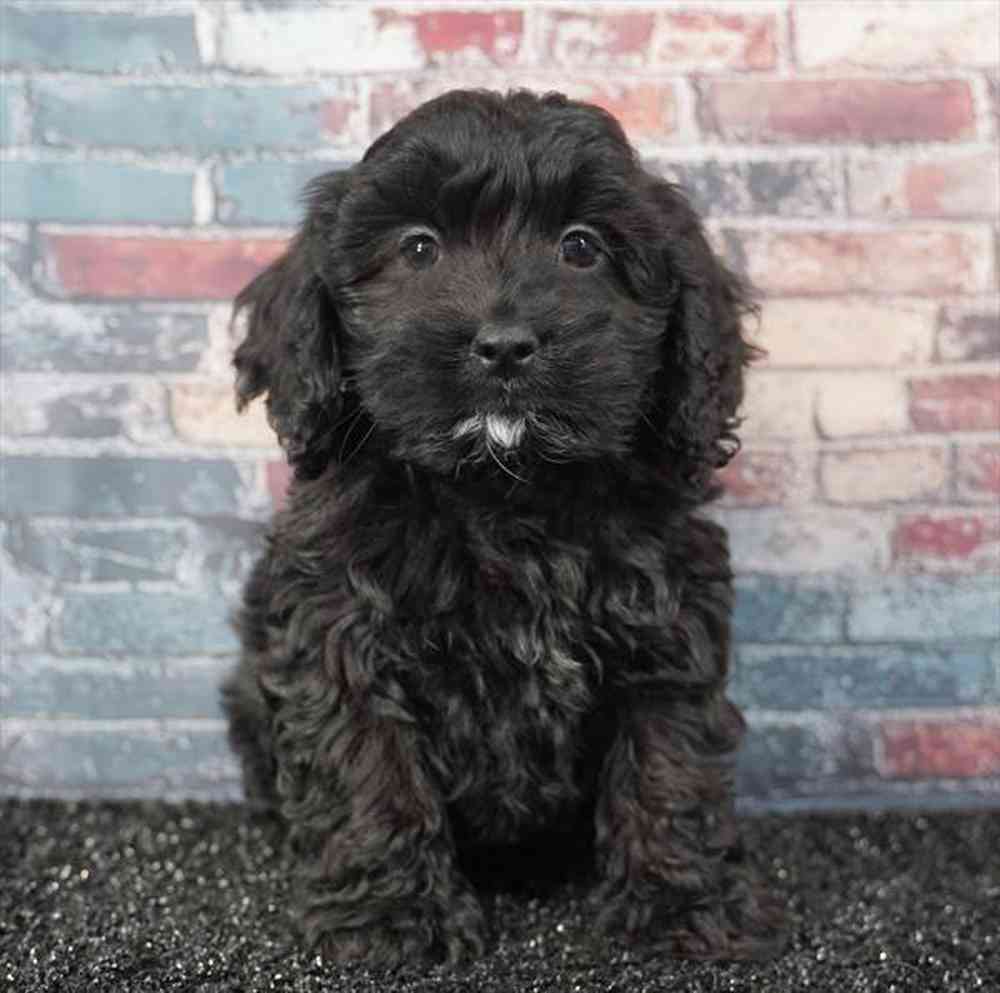 Cocker Spaniel Puppies for sale at Puppyland