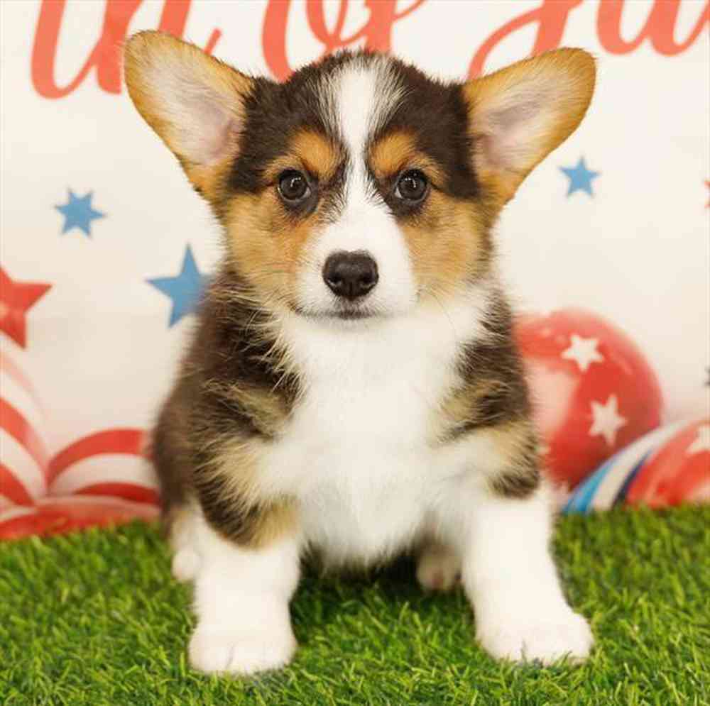 carousel pet images