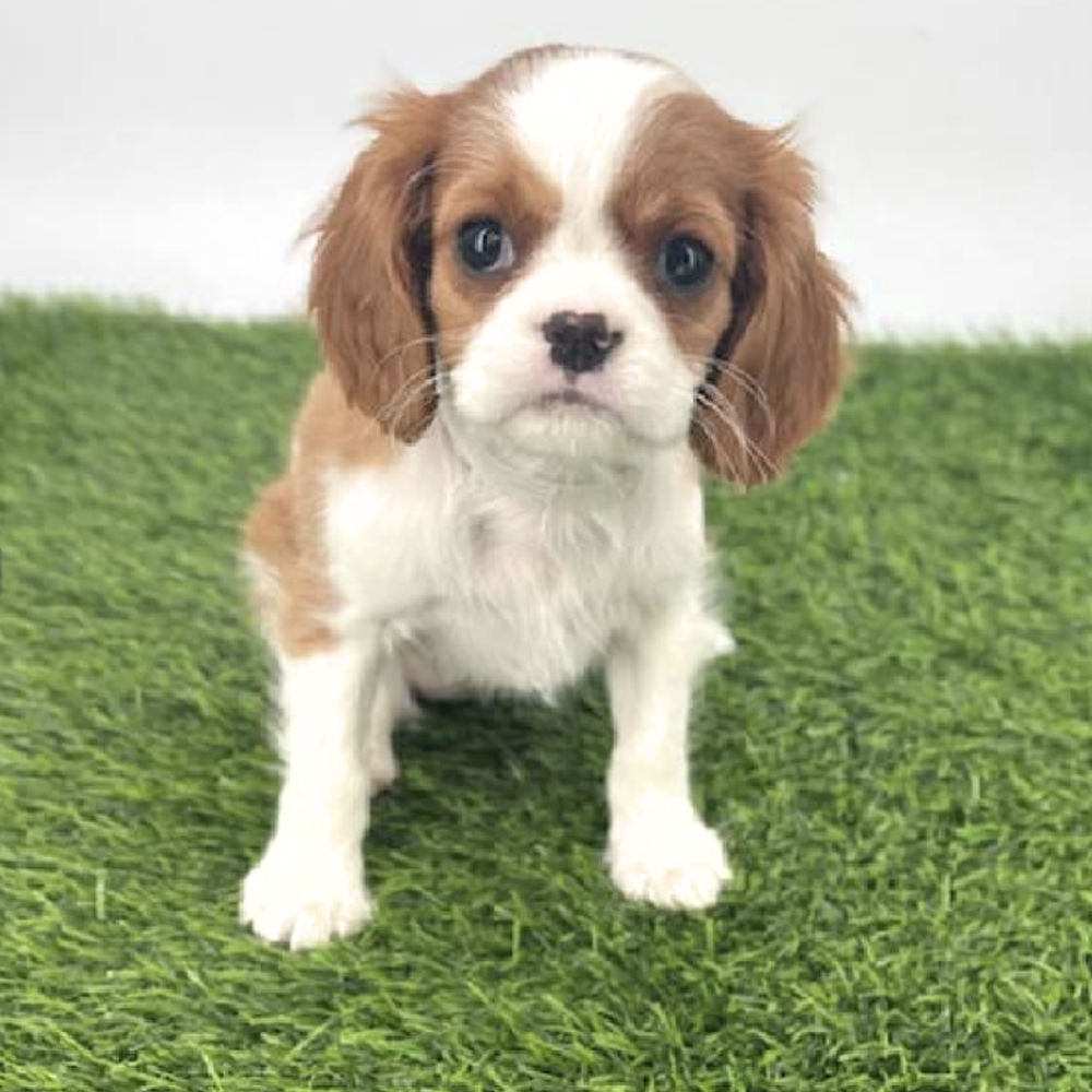 carousel pet images