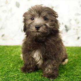 Maltipoo
