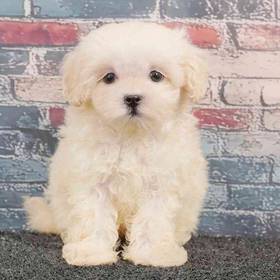 Shizapoo