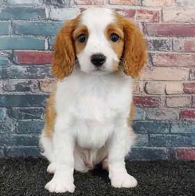 Cavalier King Charles Spaniel