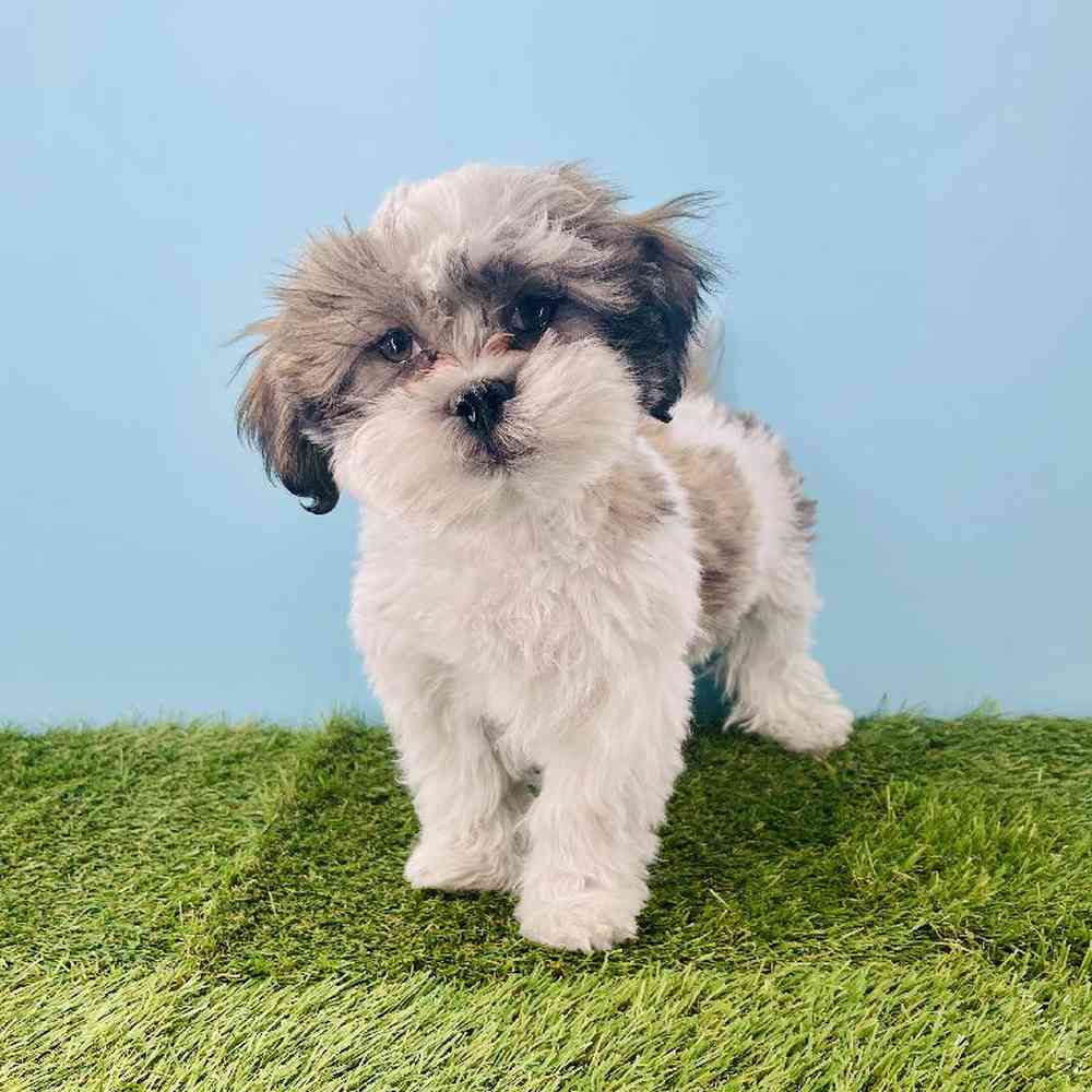 carousel pet images